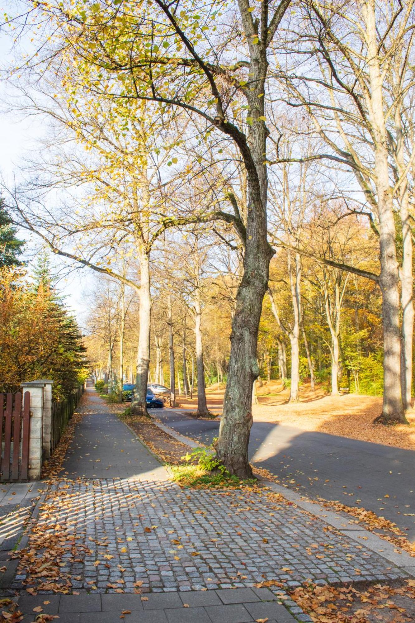 Stadtnatur Apartment Am Kuechwald - Mit Balkon, Streaming-Tv, Badewanne, Arbeitsplatz Chemnitz Dış mekan fotoğraf